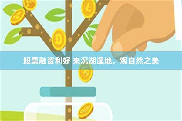股票融资利好 来沉湖湿地，观自然之美